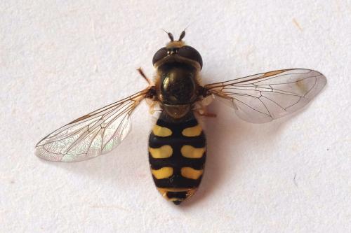 Réf. 304 299 : Eupeodes corollae